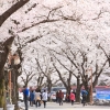 전국에서 가장 늦게 피는 진안 마이산 벚꽃…이제 집에서도 즐긴다