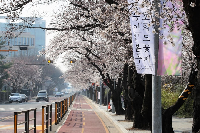 예년보다 개화 시기가 빨라진 가운데 29일 서울 여의서로 벚꽃길에 벚꽃들이 활짝 피어 있다. 영등포구 제공