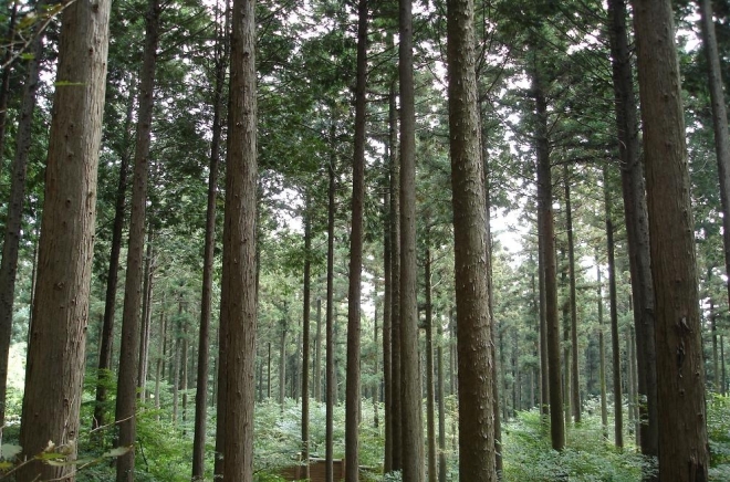 2020년 기준 산림의 공익기능 가치가 259조원으로 평가됐다. 잘 가꿔진 숲 전경. 서울신문