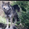 리더 죽자 다른 늑대까지 안락사 논란…英동물원 “최후수단”