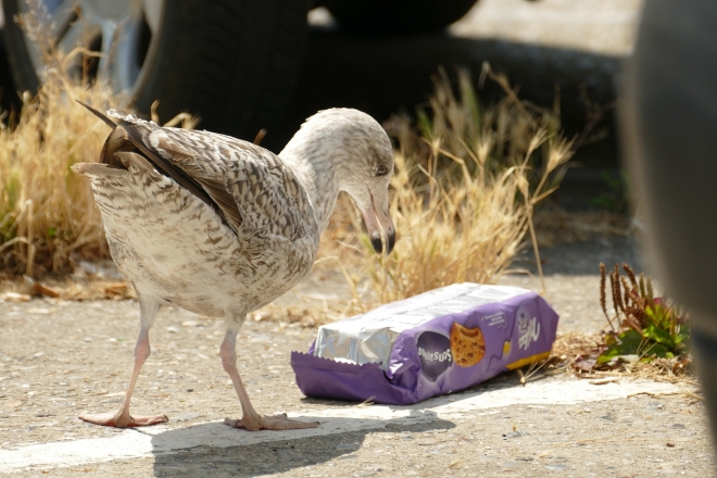 플라스틱 사용이 증가하면서 새들뿐만 아니라 동물들이 플라스틱 쓰레기를 먹잇감으로 착각해 먹는 경우가 발생한다. 픽사베이 제공