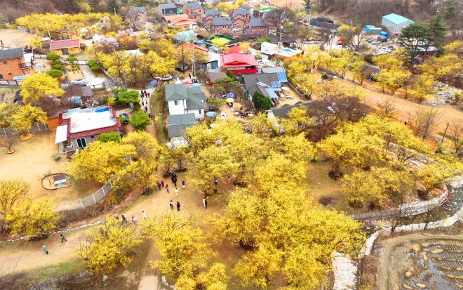 1만7천그루에 달하는 산수유 군락지에서 피어나는 산수유 꽃과 이천 백사마을의 가옥이 한데  어우러지며 채로운 광경을 연출하고 있다.