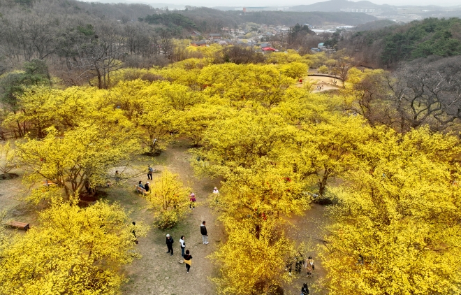 백사마을 끝자락에 위치한 산수유 군락지에서 관람객들이 화려한 산수유 꽃을 관람하고 있다. 이곳이 마을에서 가장 화려한 산수유 군락지다