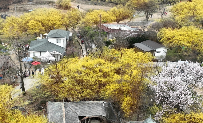 가옥과 한데 어우러진 산수유꽃이 봄기운을 선사해준다.