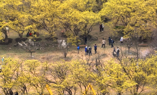 백사마을 산수유꽃길을 관람객들이 걷고 있다.