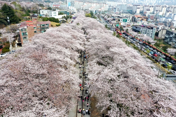 진해 경화역 공원 벚꽃 터널. 국내 최대 봄꽃 축제인 ‘진해군항제’가 열리는 30일 오후 경남 창원시 진해구 경화역 공원에 만개한 벚꽃이 터널을 이룬 가운데 관광객들이 축제를 즐기고 있다. 연합뉴스