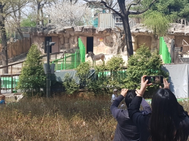 서울 광진구 어린이대공원 동물원 초식동물마을은 얼룩말 ‘세로’를 보려는 사람들로 시끌벅적했다. 연합뉴스