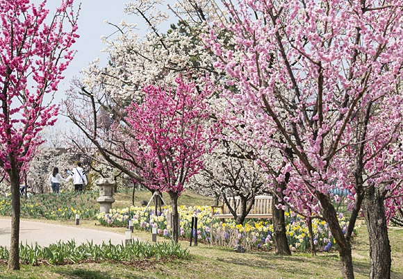 수도권에 있는 매화 테마정원 ‘하늘정원길’. 에버랜드 제공