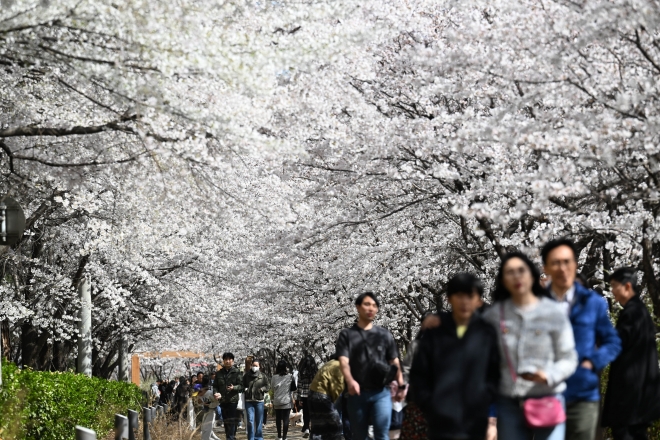 지난 주말인 26일 서울 송파구 장지천 벚꽃길을 찾은 시민들이 활짝 핀 벚꽃을 보며 산책하고 있다.  도준석 기자