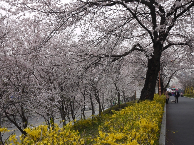 동대문구 중랑천 제방 벚꽃길 서울시 제공