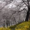 벚꽃 절정 서울 주말, 4년만에 마스크 벗고 즐기는 축제