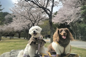 반려동물 친화도시에 울산·태안…반려동물 동반 관광프로그램 확대키로