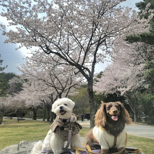 2023 반려동물 친화도시에 선정된 울산의 울산대공원 모습. 한국관광공사 제공.