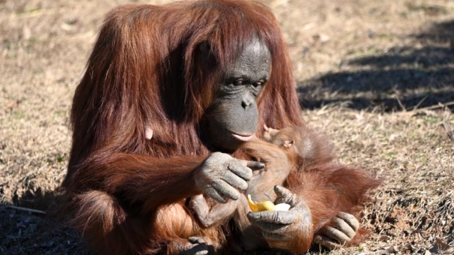 수유하는 오랑우탄 ‘조이’. 메트로리치먼드 동물원 홈페이지