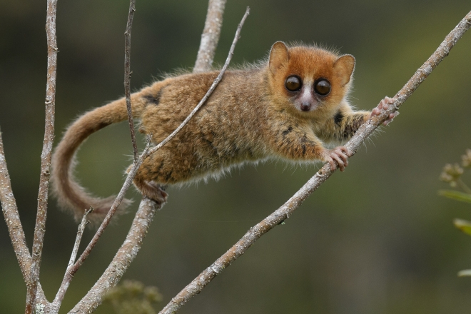 갈색쥐여우원숭이는 마다가스카르에서 현재 멸종 위기에 처한 104종의 여우원숭이 중 하나이다. 마다가스카르에서는 인간에 의해 17종의 여우원숭이가 이미 멸종했다. 네이처 커뮤니케이션즈 제공