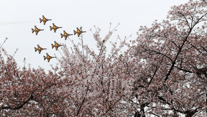 벚꽃 위로 비행하는 블랙이글스