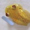 바나나 타고 해외여행 떠난 개구리…조만간 본국 송환