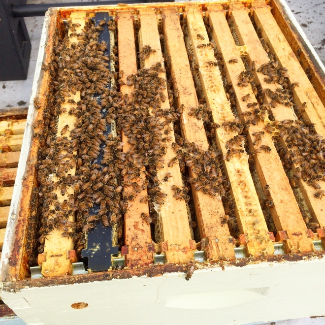 최근 미국과 유럽 주요 도시에서 양봉이 활성화되고 있다. 꿀벌들이 채취한 꿀을 분석해 도시 상태를 파악할 수 있다.  미국 뉴욕대 제공