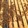 꿀벌이 도시 ‘건강 상태’ 알려 준다