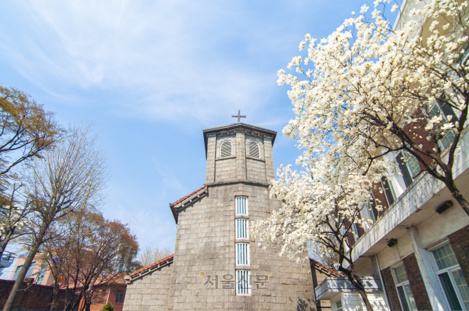 최초의 성공회 교회인 인천 내동교회에 활짝 핀 목련꽃이 복음의 꽃을 피우고자 헌신한 선교사들을 생각하게 한다.