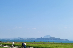 일렁이는 청보리 물결…가파도엔 바다가 육지에도 있다