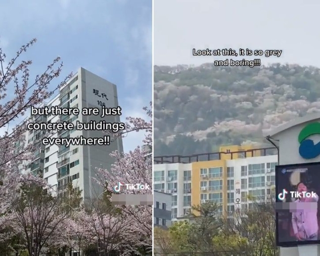 최근 부산을 방문한 외국 배낭여행객이 벚꽃 풍경이 아름답지 않다며 올린 영상. SNS  캡처