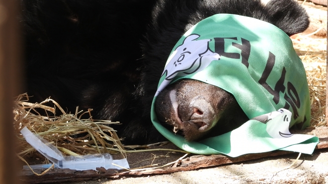 이송을 위해 마취된 곰 . 카라 제공