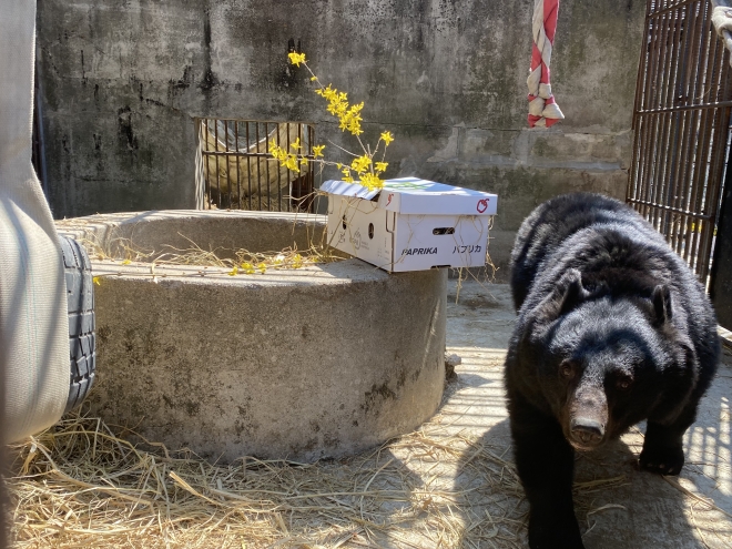 임시 보호시설에서 적응 중인 구조된 곰. 카라 제공