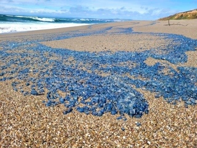 포인트 라이스 국립해변관리소(Point Reyes National Seashore) 페이스북