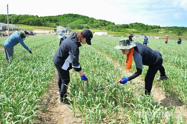경북 군위군청 공무원들이 마늘 재배농가에서  일손돕기를 하고 있다.