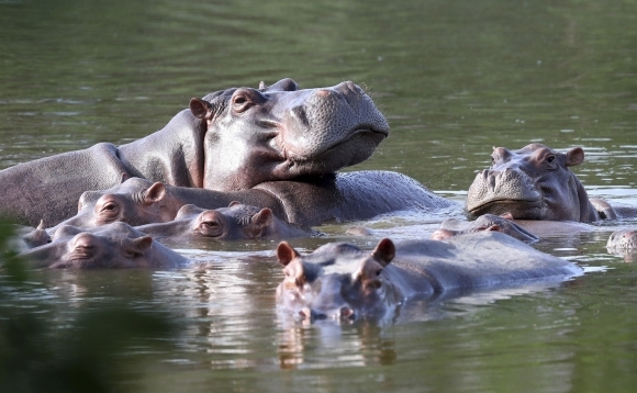 지난 2021년 4월 콜롬비아 아시엔다 나폴레스 공원 호수에 하마들이 모여 있는 모습. 이 하마들은 마약왕 파블로 에스코바르가 애완용으로 들여온 하마의 후손들이다. AP연합뉴스