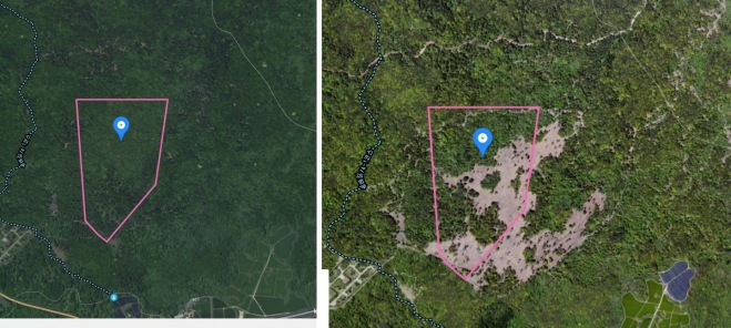 카카오맵으로 본 저지곶자왈 2018년(왼쪽)과 2022년의 모습. 녹색지대가 벌거숭이 로 변해 있는게 뚜렷하게 보인다. 카카오맵 위성사진 캡처