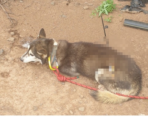 화살 관통한 강아지의 모습. 제주서부경찰서 제공