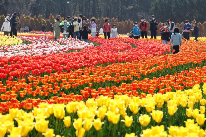 전남 신안 임자도에 튤립이 활짝 피어 있다. 오는 16일까지 임자도 튤립 축제가 열린다. 신안군 제공