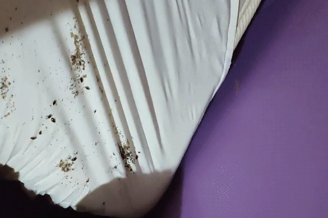 서울의 한 모텔방 침대 모서리 시트를 들치자 벌레와 유충 등 오염물질이 가득했다. 제보자 A씨 제공 연합뉴스