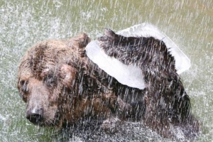 피해자 엄마도 반대해 伊 법원, ‘살인곰’ 사살에 제동