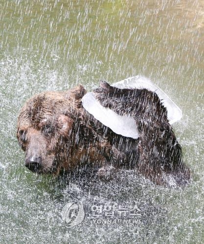 2008년 7월 10일 대전동물원의 불곰 한 마리가 시원한 물줄기를 맞으며 생선이 들어있는 얼음덩어리를 갖고 놀고 있다. 연합뉴스 자료사진