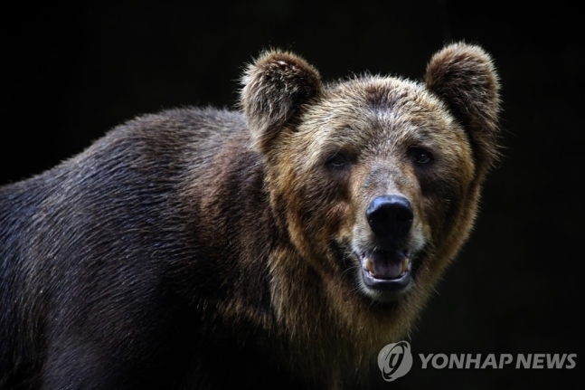 스리랑카 데히왈라 동물원의 큰곰 모습. EPA 연합뉴스