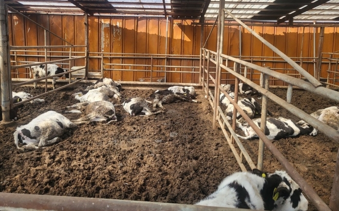 지난 9일 경기 양주시에 한 축산농가에서 사육하는 소들이 기립불능 등의 보툴리즘 증세를 보이며 죽어가고 있다. 경기도 제공.