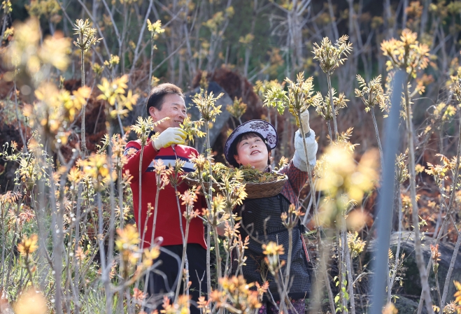‘봄나물의 여왕’ 옻순 수확해요