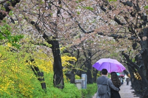 오락가락 봄 날씨에도 파릇파릇한 식물…궁금하니 펼쳐‘봄’