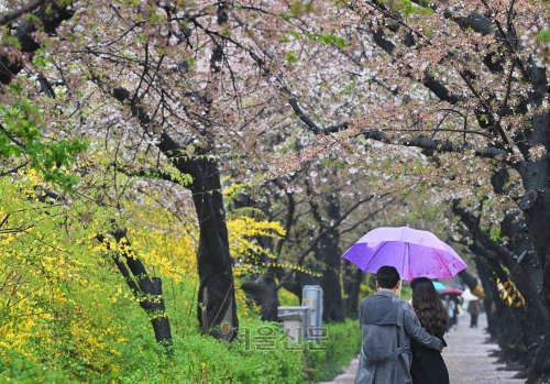 봄비가 내린 5일 서울 영등포구 여의도 운중로 벚꽃길이 한적한 모습을 보이고 있다.  2023.4.5 홍윤기 기자