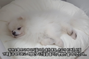 200만 인기 유튜버, 전세사기 당했다