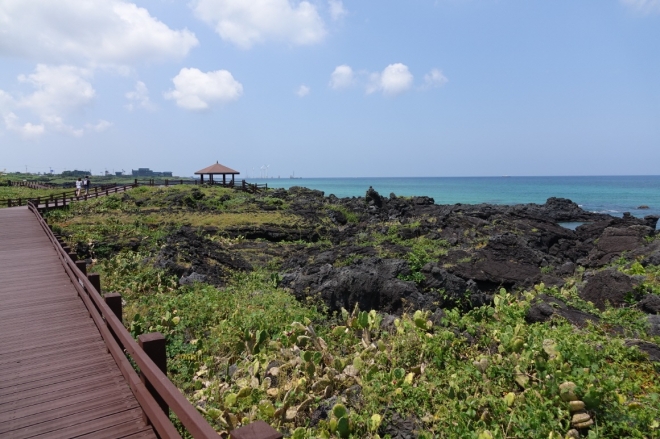 제주시 한림읍 월령리 해변 선인장군락지의 모습. 제주도 제공