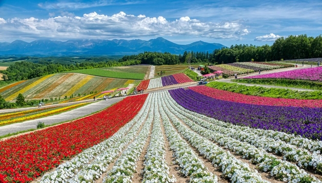 일본 홋카이도 비에이의 꽃밭. 위키피디아