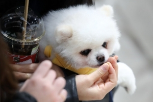 반려동물 허가 없이 판매하면 최대 2년 징역…견주 의무도 강화