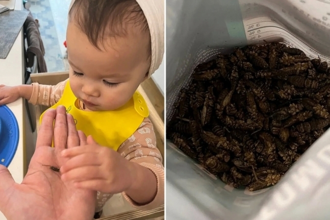 캐나다의 한 여성이 18개월 된 자신의 딸에게 단백질 공급을 위해 귀뚜라미를 먹인다고 밝혀 화제다.  SNS 캡처