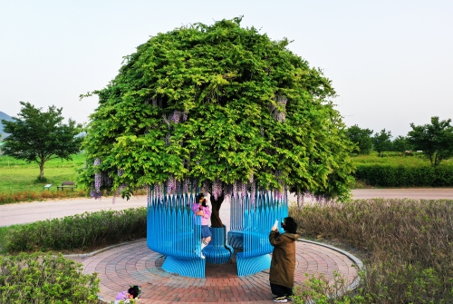함안 강나루생태공원 등나무꽃.
