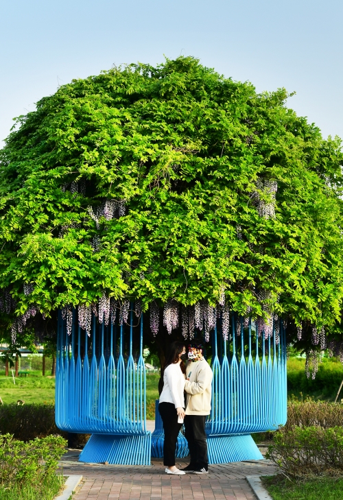 경남 함안 강나루 생태공원 등나무꽃.