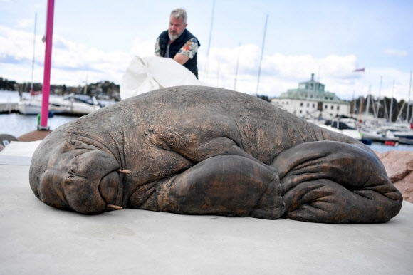 노르웨이 예술가 아스트리 토노이안이 29일(현지시간) 오슬로 해변에서 지난해 여름 억울하게 안락사 당한 바다코끼리 프레이야의 실물 크기로 빚은 청동 조각을 제막하고 있다. 오슬로 AFP 연합뉴스
